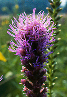 Liatris s0039c